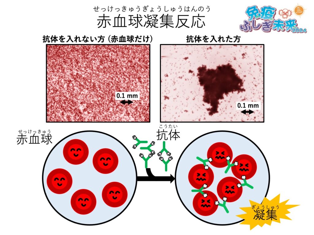 わくわく免疫実験室 – 免疫ふしぎ未来2024